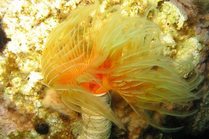 Side: Scuba Diving Under Water Museum - Price and Value: How $50 Adds Up for Gear, Gear Time, and Transfers