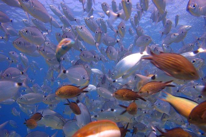 Side: Scuba Diving Under Water Museum - Who Should Book This Scuba and Museum Combo (and Who Should Not)